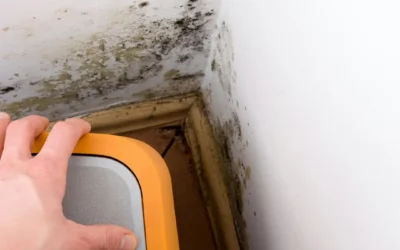 Recognizing Mold Issues: A Guide by Air Quality Experts